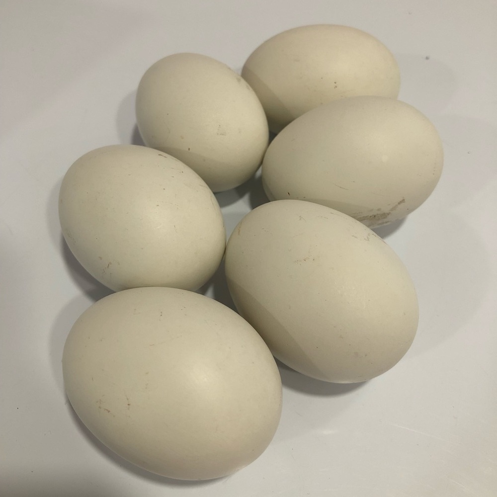 White Ceramic Eggs